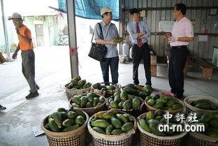 大陆网友去台湾吃瓜,揭秘宝岛美食与文化