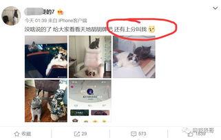 吃瓜圈qq网红,揭秘网红背后的故事与魅力