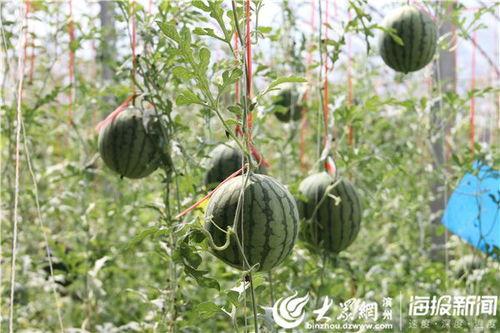 吃瓜51网,热门话题背后的真相与趣味