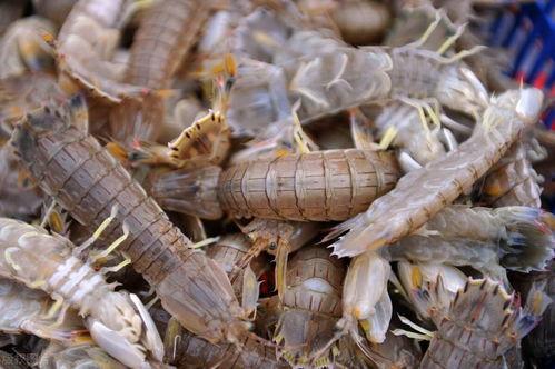 皮皮虾吃瓜网最新爆料,娱乐圈最新猛料大揭秘！