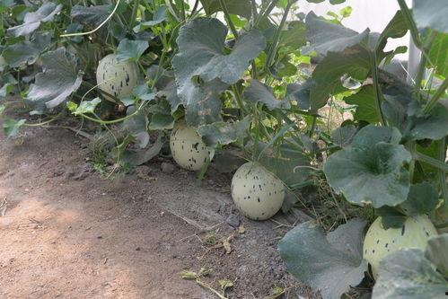 ccgg.cet吃瓜网,揭秘娱乐圈幕后故事，带你领略网络吃瓜文化