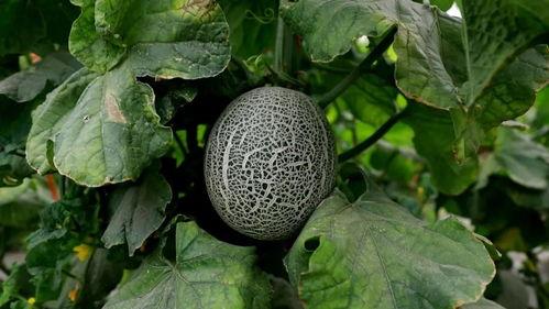 ccgg.cet吃瓜网,揭秘娱乐圈幕后故事，带你领略网络吃瓜文化