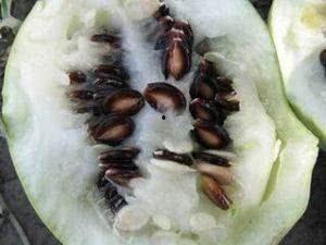 黑瓜吃料网怎么打开,轻松开启美食探索之旅