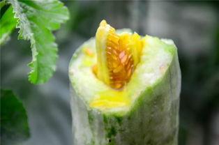 好多网红吃瓜,揭秘娱乐圈幕后真相