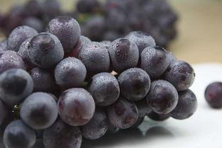 网红吃葡萄瓜视频在线观看