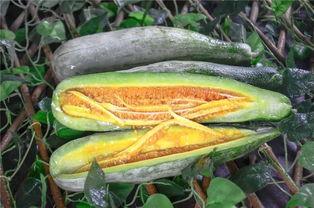 靠吃瓜红的网红,揭秘靠吃瓜走红的网红传奇